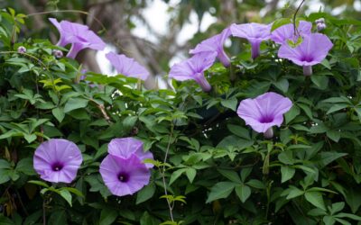 Morning Glories: Tips for Growing Your Own