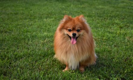 Pomeranians: A Regal History and Caring for These Fluffy Companions