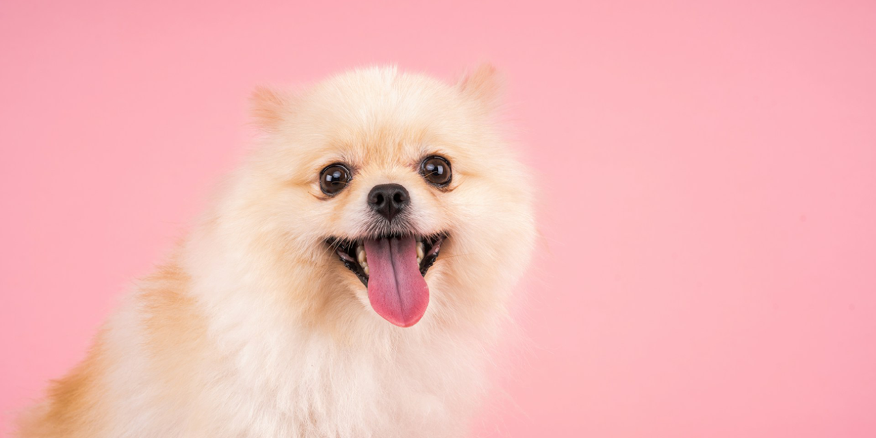 Pomeranians: A Regal History and Caring for These Fluffy Companions