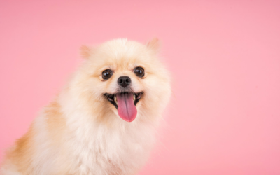 Pomeranians: A Regal History and Caring for These Fluffy Companions