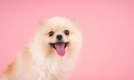 Pomeranians: A Regal History and Caring for These Fluffy Companions