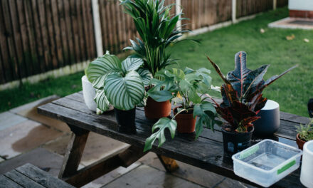 Spring Forward with Your Houseplants: Plant Care and Tidying