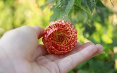 The Abutilon Houseplant: History, Care, and Cultivation Tips