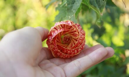 The Abutilon Houseplant: History, Care, and Cultivation Tips