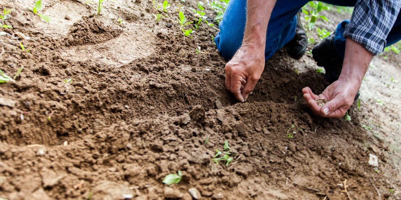 Zone 9 Sacramento Gardening Calendar — What to Plant Each Month