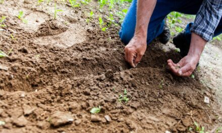 Zone 9 Sacramento Gardening Calendar — What to Plant Each Month