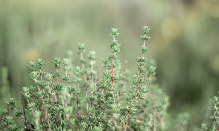 Cultivating Thyme Year-round in Sacramento’s Zone 9b