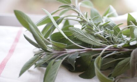 Cultivating and Reaping the Rewards of Sage in Sacramento’s Zone 9b