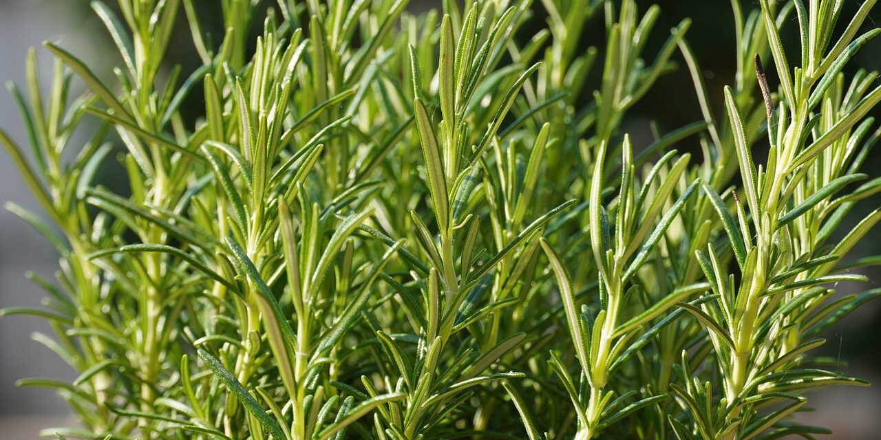 Growing and Harvesting Rosemary in Sacramento’s Zone 9b Year-Round