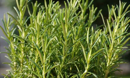 Growing and Harvesting Rosemary in Sacramento’s Zone 9b Year-Round