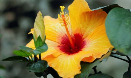 Sun-Kissed Blossoms: Growing Hibiscus in Sacramento’s Zone 9b