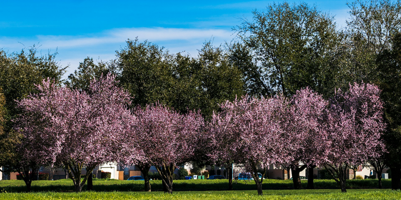 The History of Elk Grove, California: Tracing from Pastoral Origins to Suburban Boom