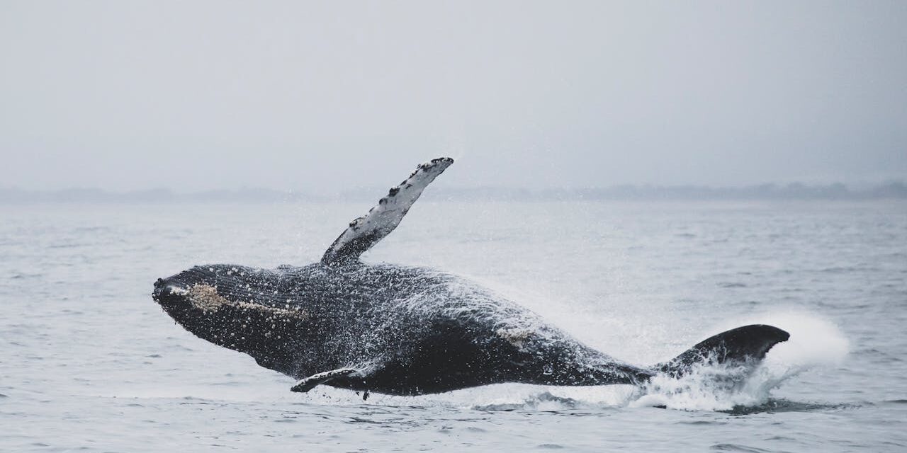 The History of Monterey, California: A Seaside City’s Living Legacy