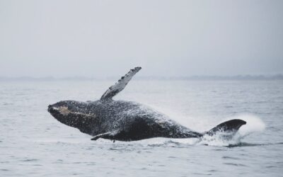 The History of Monterey, California: A Seaside City’s Living Legacy