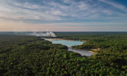 All About the New Jersey Pine Barrens