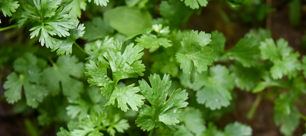 Cultivating Curly Parsley Year-Round in Sacramento's Zone 9b