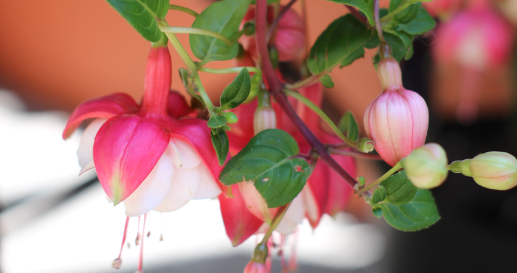 Embracing Fuschia Swingtime in Sacramento's Zone 9b