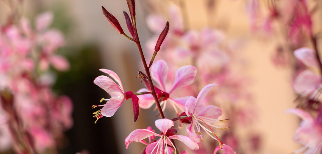 Cultivating Gaura Lindheimeri "Plum Pretty" in Sacramento Zone 9b