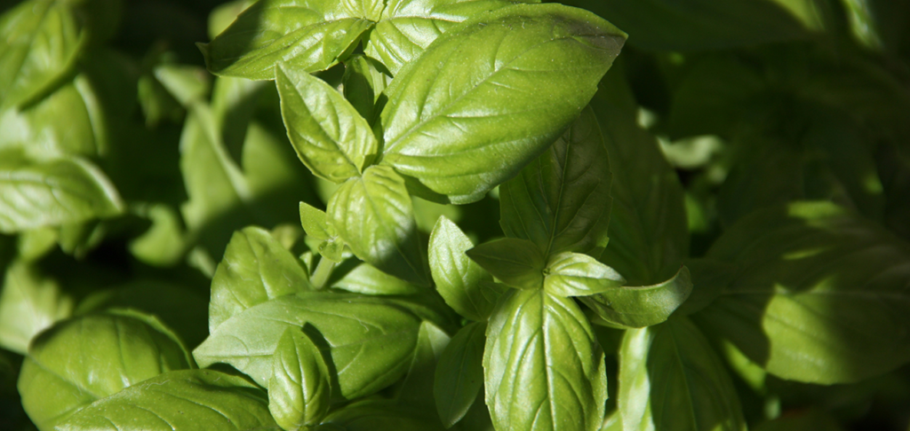 Growing Basil in Sacramento's Zone 9b