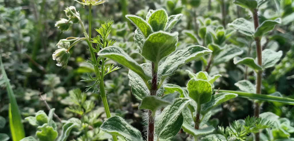 Growing & Harvesting Greek and Italian Oregano in Sacramento's Zone 9b