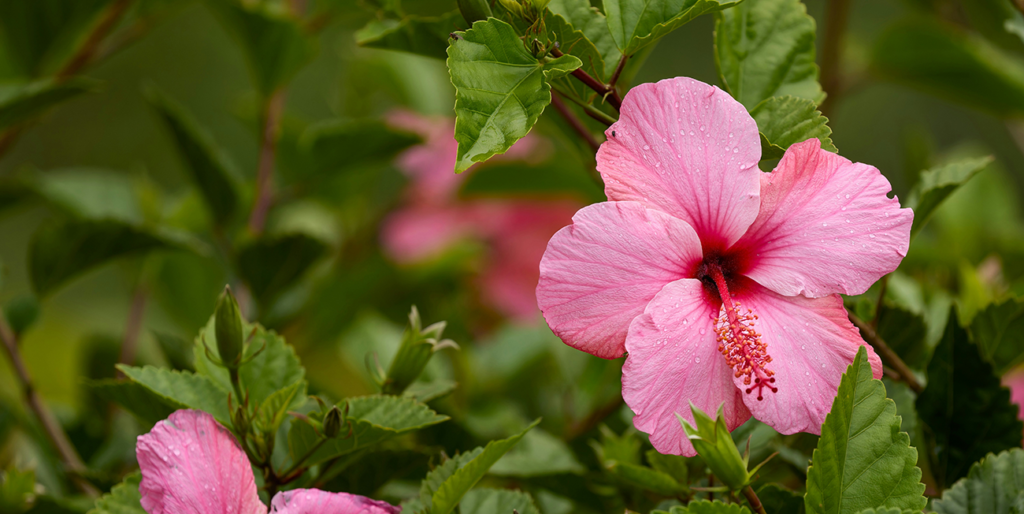 Sun-Kissed Blossoms: Growing Hibiscus in Sacramento's Zone 9b