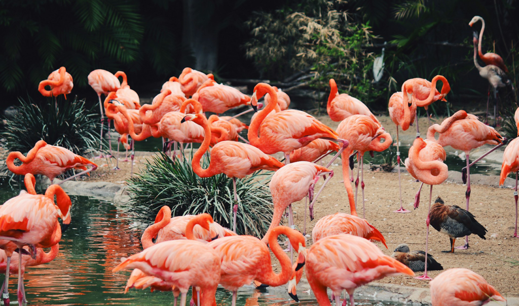 Inside Look Guided Tour at the San Diego Zoo