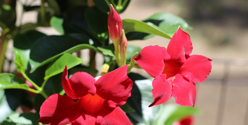 Growing Sun Parasol Crimson Mandevilla in Sacramento's Zone 9b