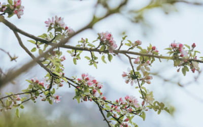 The History of Cherry Hill Township, New Jersey