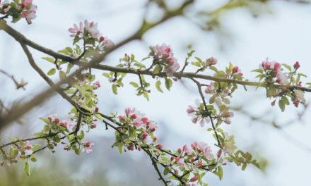 The History of Cherry Hill Township, New Jersey