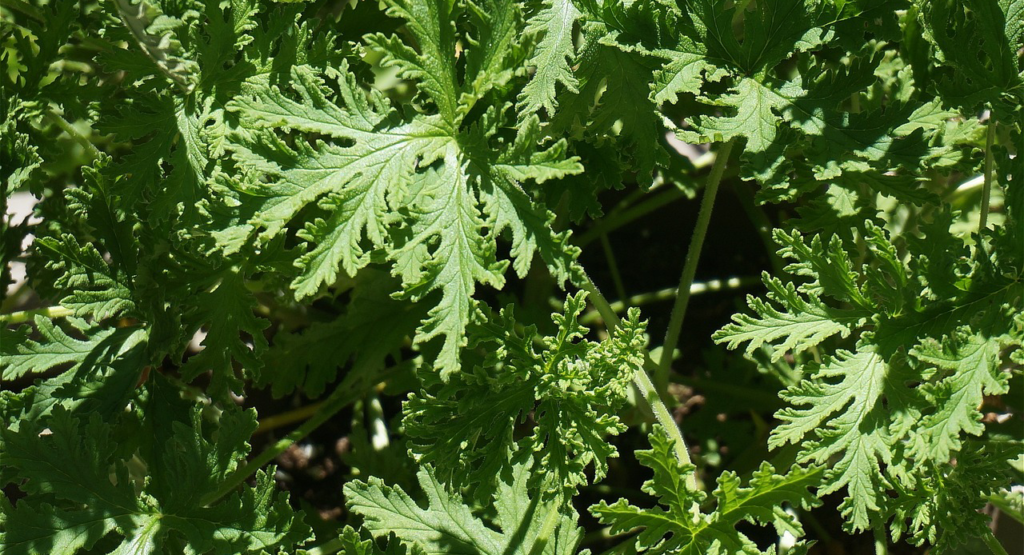 The Power of Citronella: A Mosquito-Free Haven in Sacramento's Zone 9b