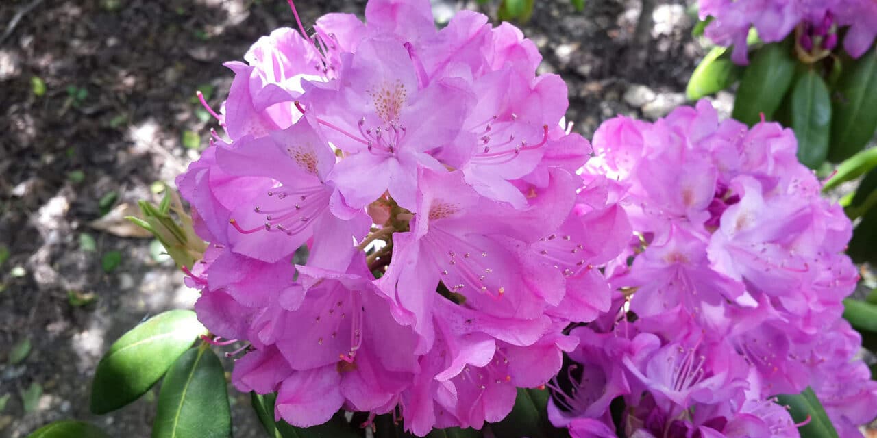 The History of Irvington, New Jersey