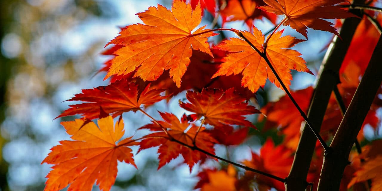 The History of Mount Laurel, New Jersey