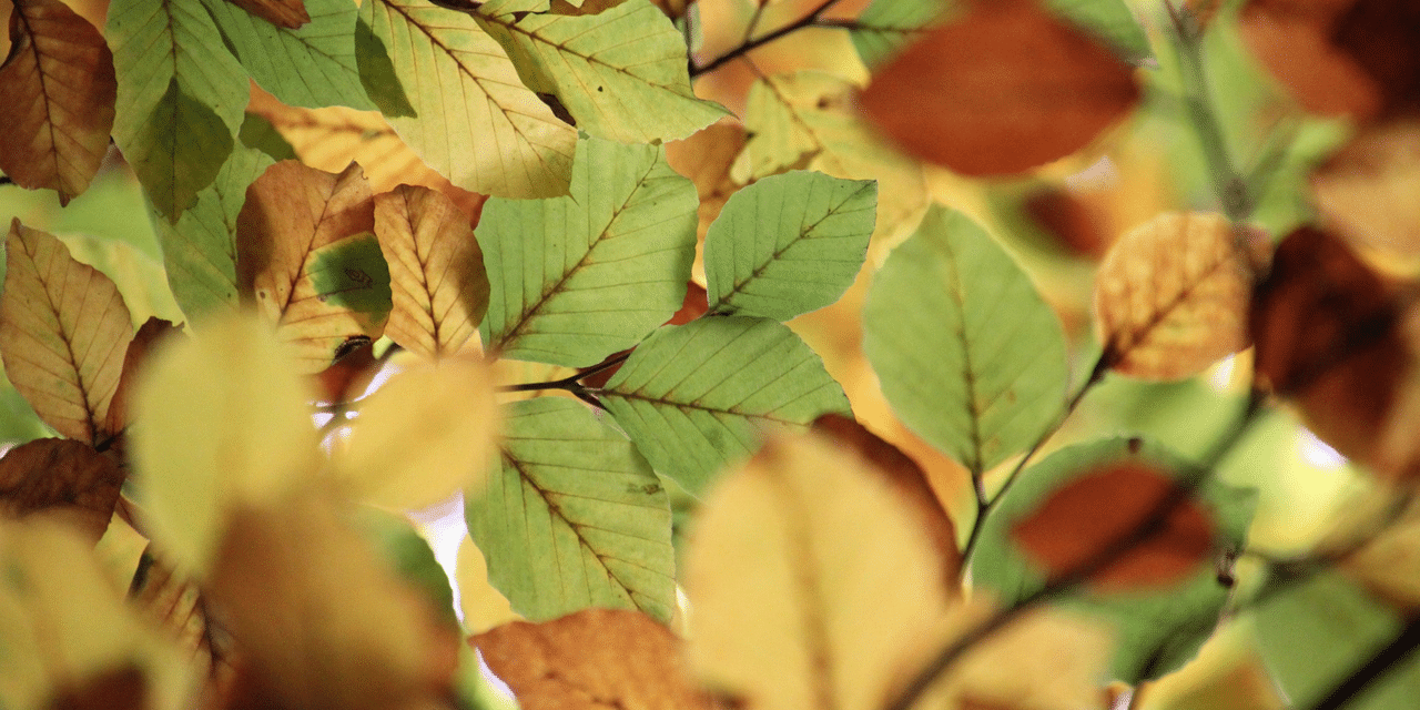 The History of Parsippany-Troy Hills, New Jersey