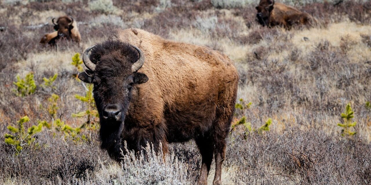 The History of the State of Wyoming