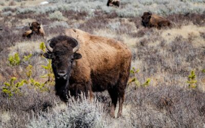 The History of the State of Wyoming