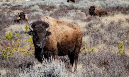 The History of the State of Wyoming