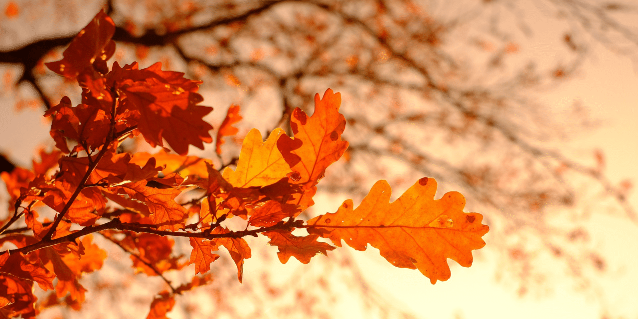 The History of Wayne Township, New Jersey