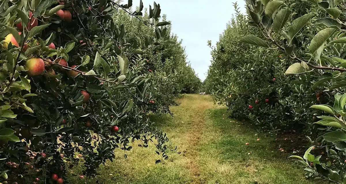 The History of Manalapan Township, New Jersey