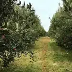 The History of Manalapan Township, New Jersey