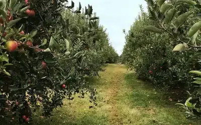 The History of Manalapan Township, New Jersey